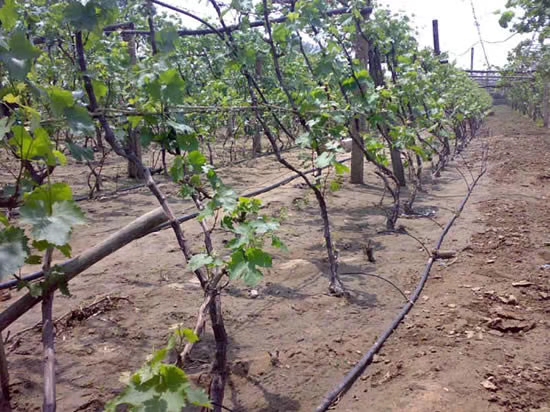 845371e817a065594e21cffa64327f9.jpg 845371e817a065594e21cffa64327f9.jpg